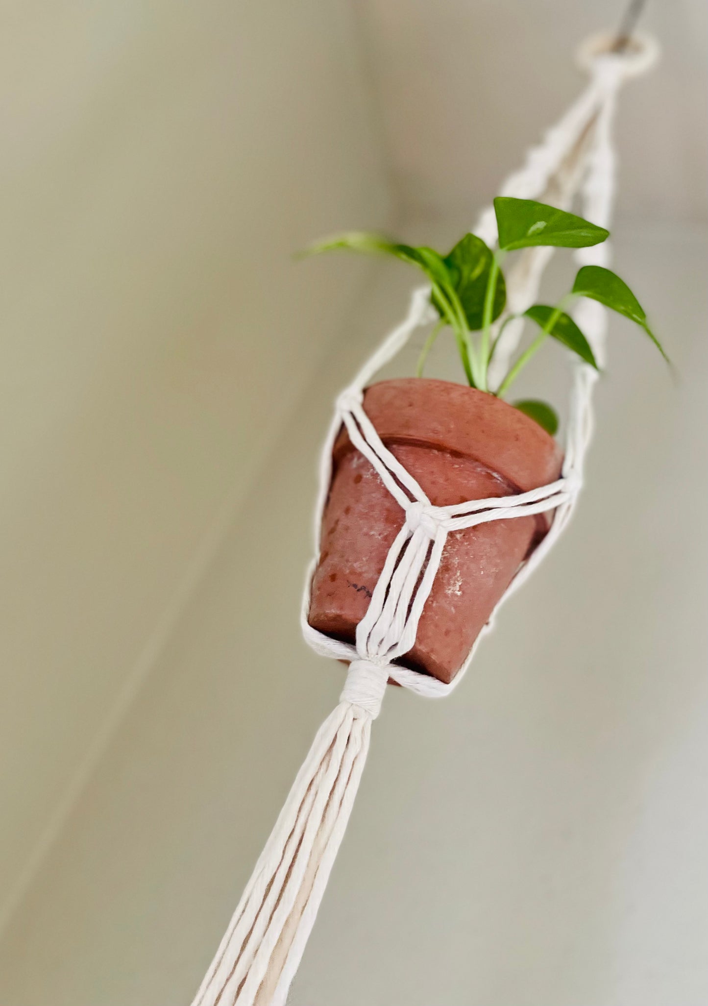 D.I.Y Plant Hanger